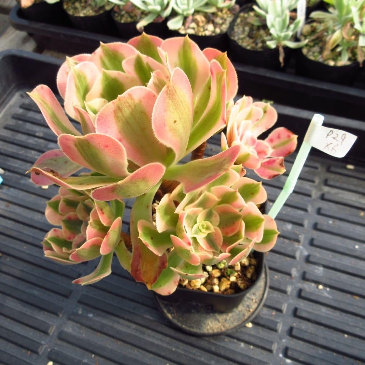 Amazon.co.jp: ！！多肉植物 アエオニウム ピンクウィッチ 6頭 特大 太